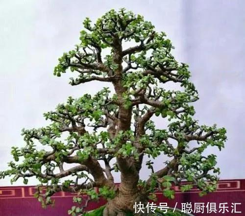 金枝玉叶叶片掉落,啥原因,注意这些轻松解决