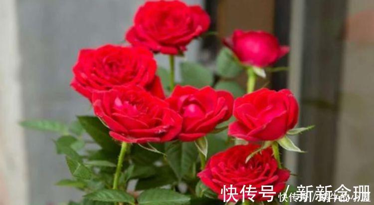 阳台|5种花清新漂亮,花香怡人,养阳台满屋飘香,谁养谁喜欢