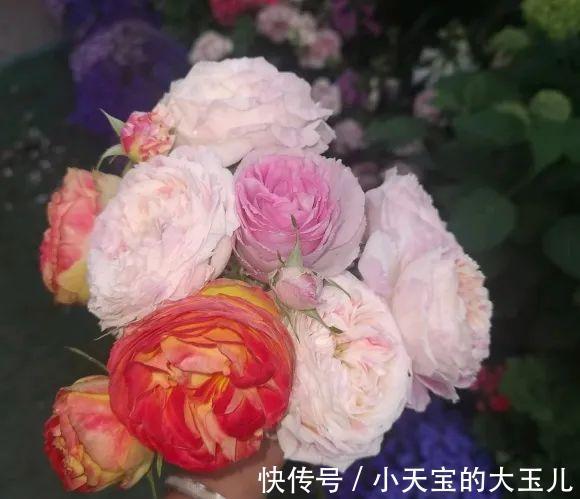 记录一下我养过的花，1000多盆都有啥