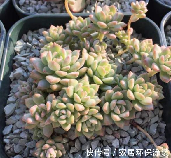 长势|养多肉学会浇水事半功倍，5种水倒掉也别用，不然土壤板结有虫害