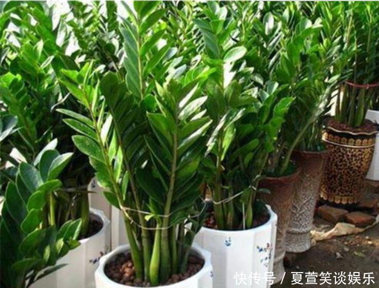 吸甲醛|4种“旺财花”,家里养一盆,室内甲醛没了,生活更舒适!