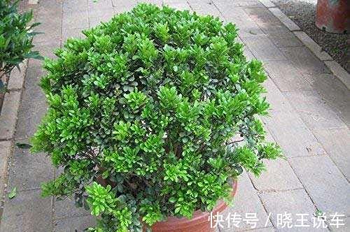 塑料袋|盆栽米兰如何越冬