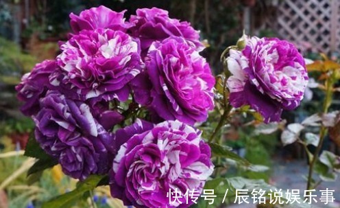 新手养花，不如养盆花中精品“芬芳宝石”，一开就是一簇，漂亮