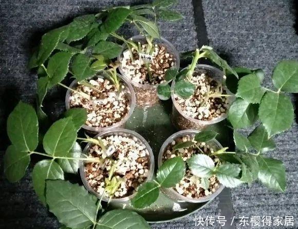品种|6月份扦插,选好合适的植物品种,沾土、泡水都能活