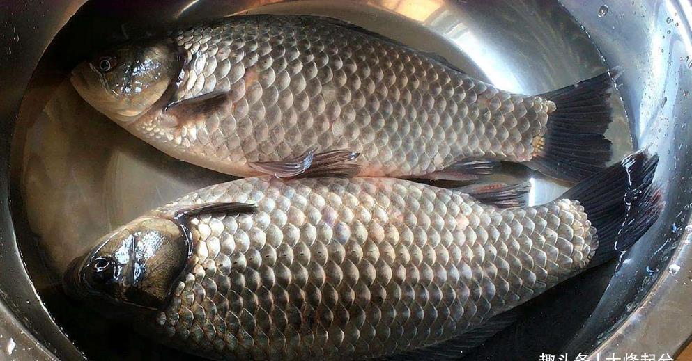 把羊肉|传统名菜鱼羊鲜,冬季进补必备,汤鲜肉嫩,味道妙不可言