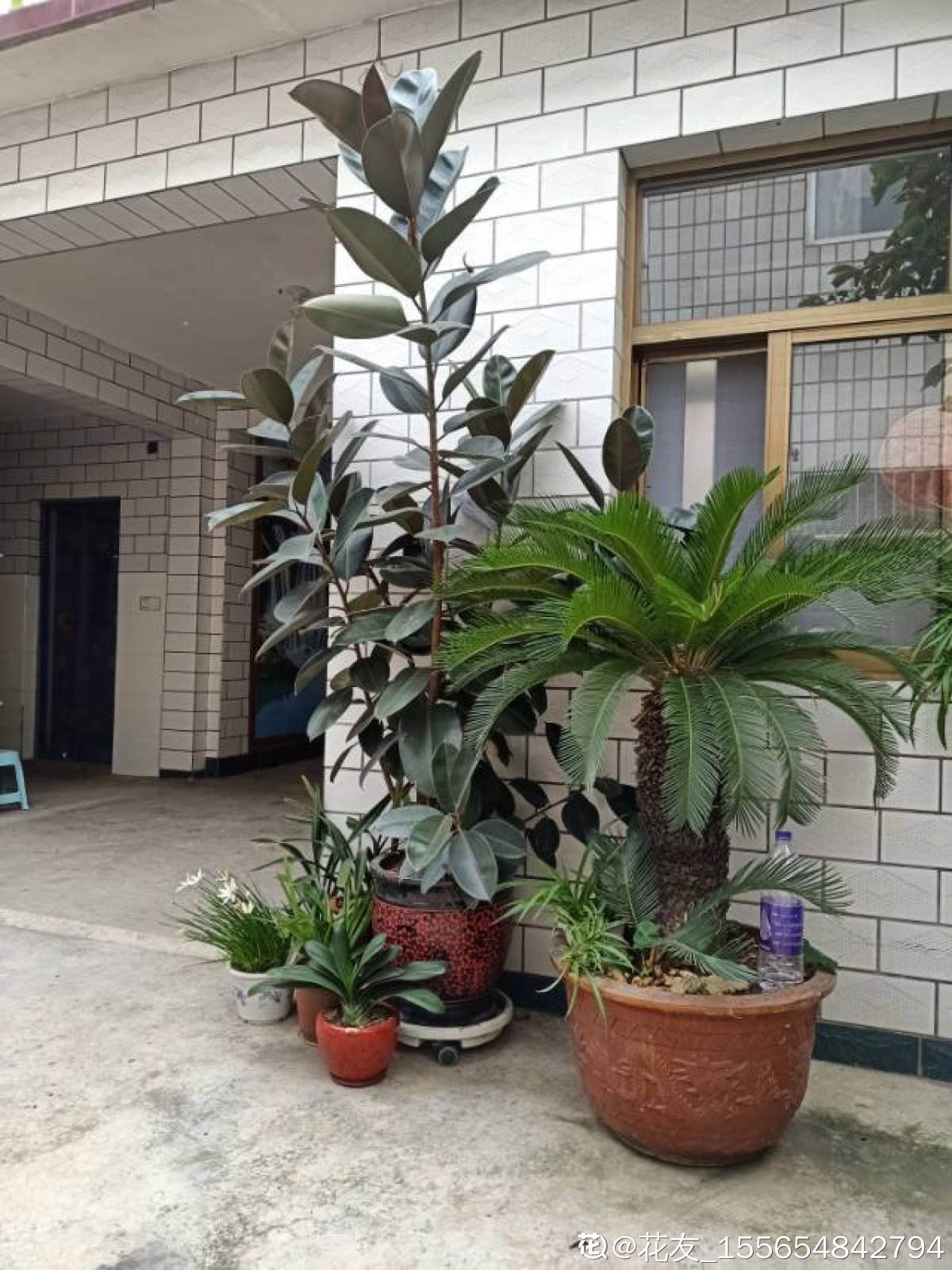 果实|家里有院子的，4种树镇宅好寓意，创造条件也要种