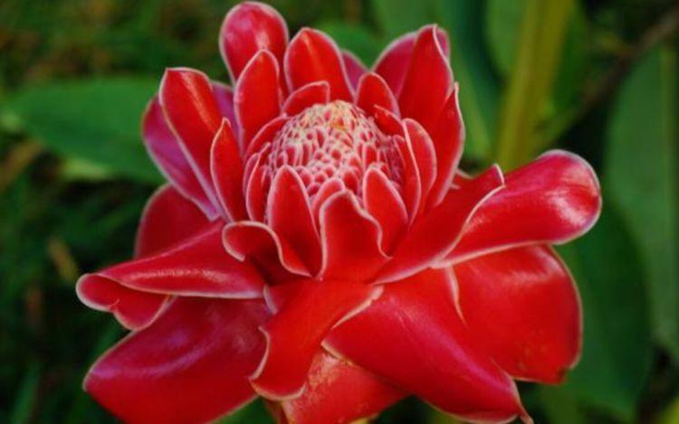 现在就养4种花,越热开花越多,花朵仙又美,全年开花不断