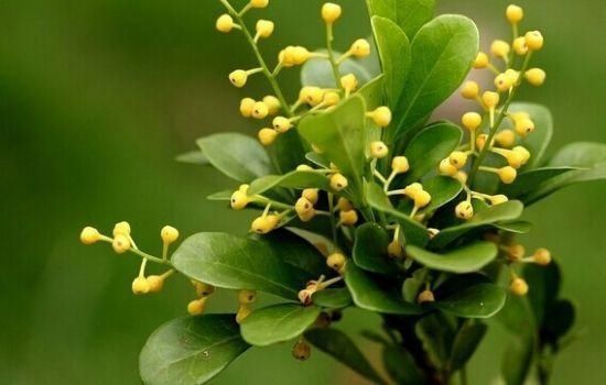 浇水|养好米兰花其实很简单,做好几点,不黄叶不掉叶,开花超多