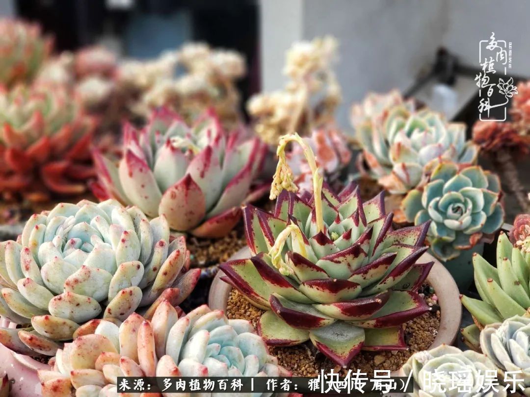 万圣节|养多肉六年,从痴迷到佛系,世事漫随流水,唯有喜爱永恒!