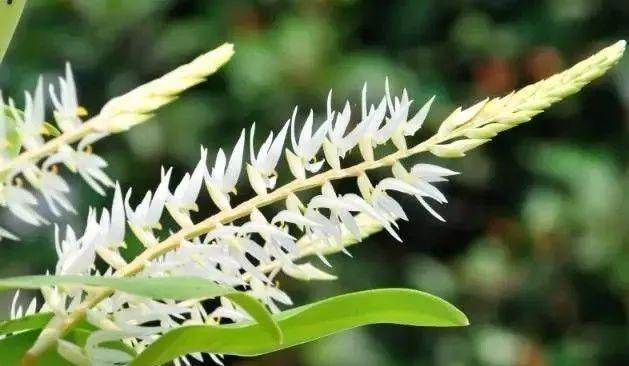 最全的兰花大鉴赏,看看你都见过几种兰花!