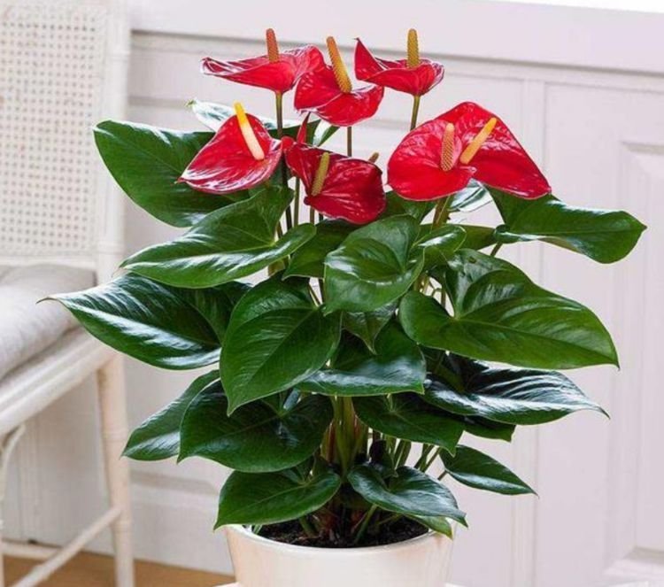 长寿花|4种花养家里，福旺运旺财更旺，家里财运亨通，旺运一整年