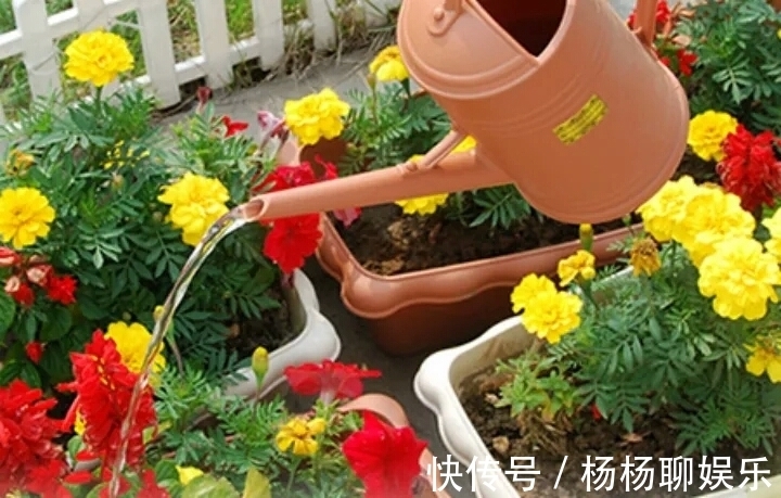 养花浇水“学问大”,老花匠教你什么水、什么时间适宜浇花!