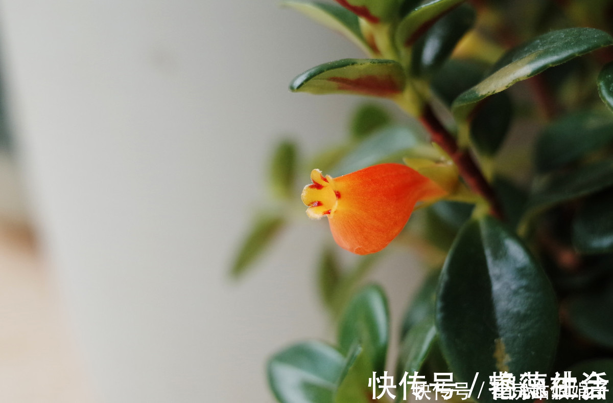 金鱼吊兰|在家养了一盆植物，开花时，周围邻居惊呆了！这盆植物竟然这么美