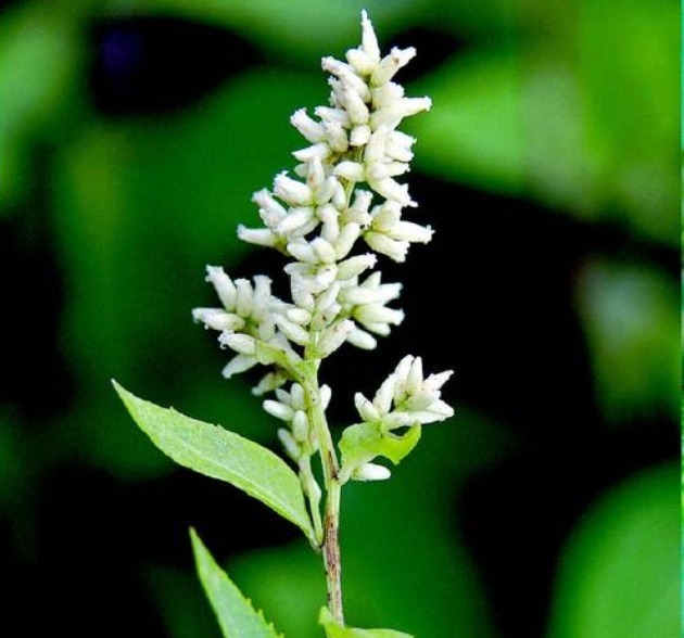 开国皇帝|此人称帝前,接连斩6位皇帝,人们将一中草药用他名字命名