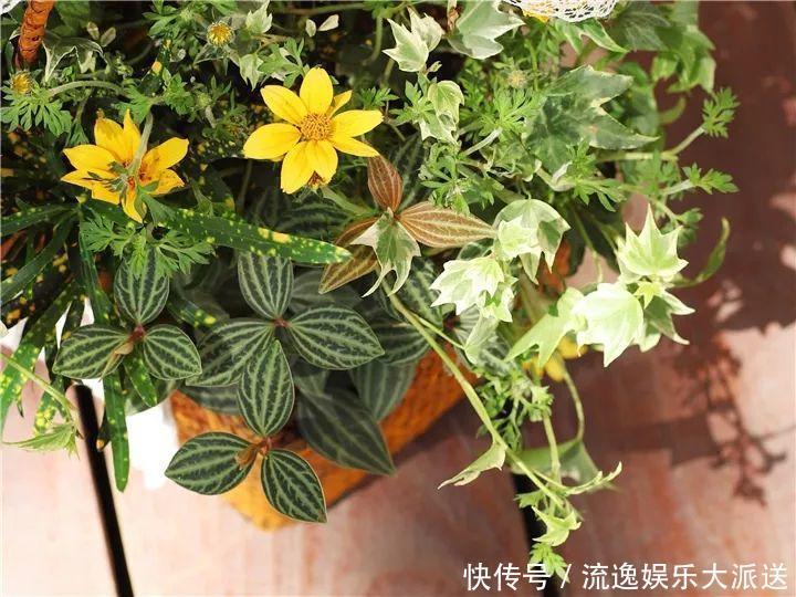 香草类|立夏后养花,别偷懒做好这3件事,长的快不生虫!