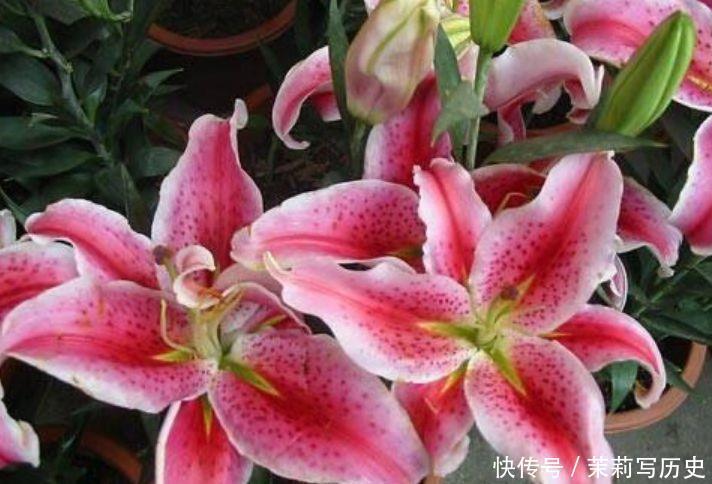 5种漂亮花,花开不断,黄绿交辉,绚丽多彩