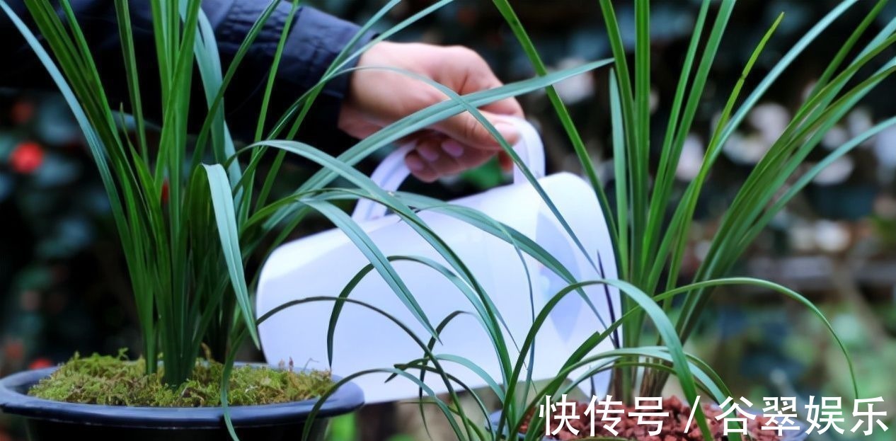 植料|给兰花换盆,注意5个“要点”,保证兰花根系壮,后期长势旺