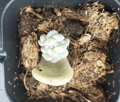 叶插多肉不出芽?掌握几个要点,出芽率高达90%以上!