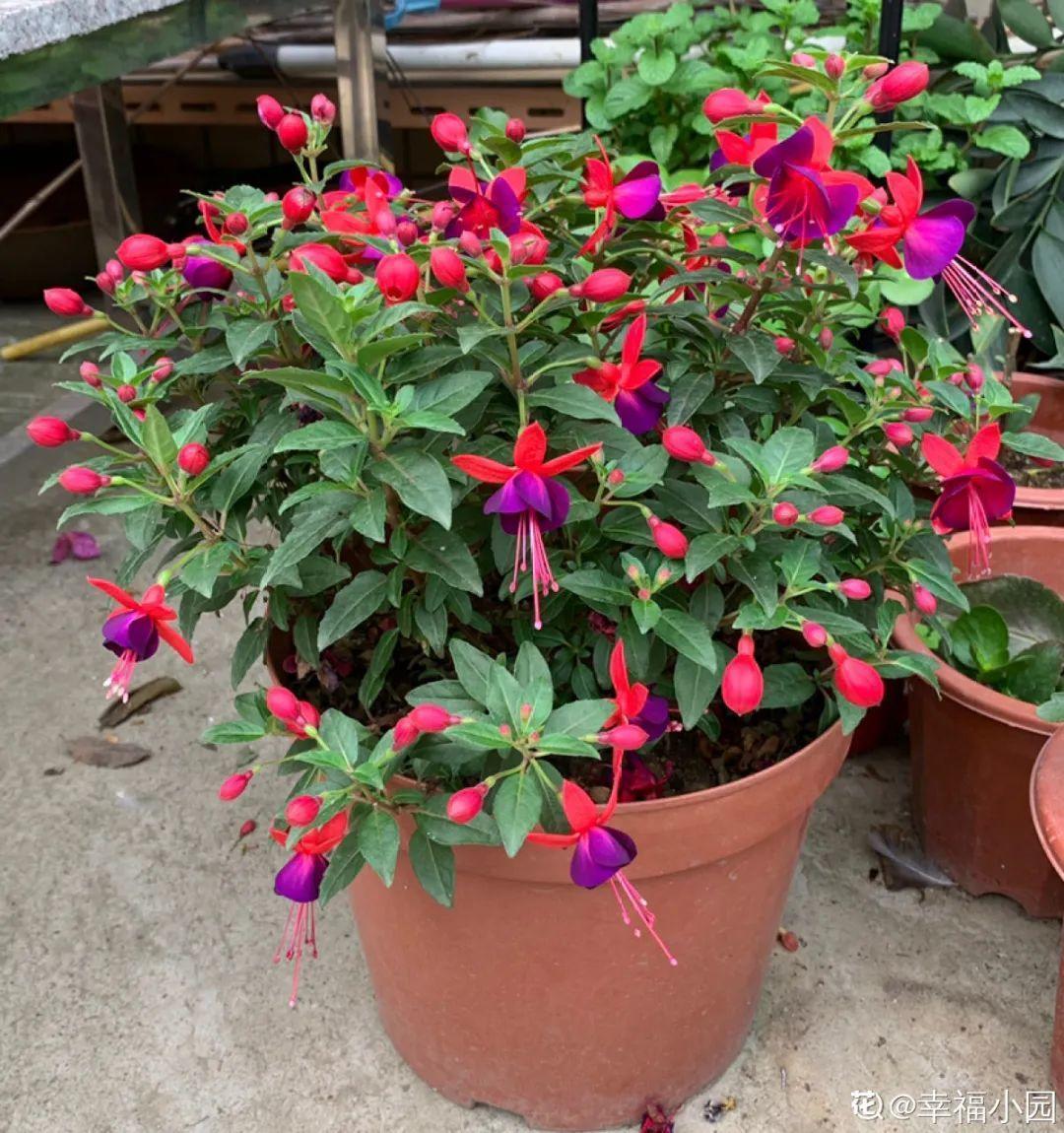 蓝目菊|蓝雪花妥妥的开花机器，花量大、花期长，让人不得不爱