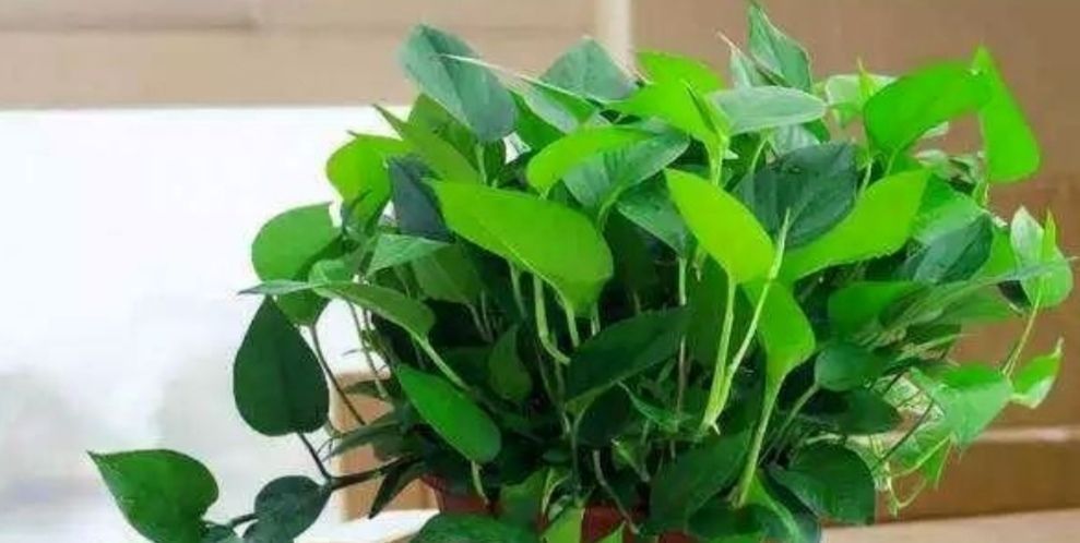 为什么说“一棵绿萝七个鬼”绿萝养在家里到底好不好