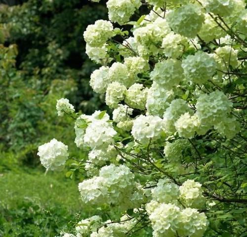  绣球花|这三种花随手一插就能爆盆，简单浇浇水，开花似花海，花香十几里