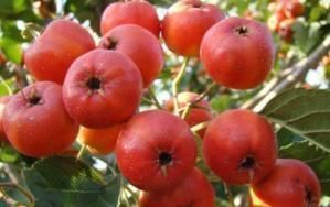 胆汁|肝不好的人,若少吃“3红”,多吃“2黄”,肝或会一天比一天好