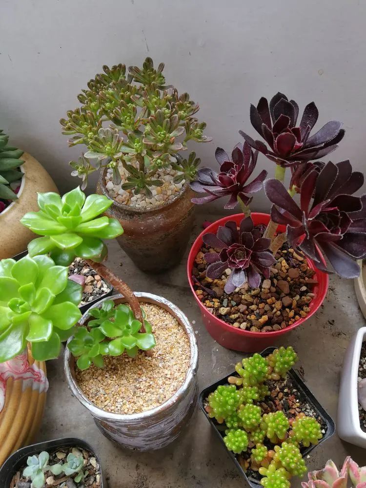养多肉两年，200多盆养死的不到10盆，记录点点滴滴！