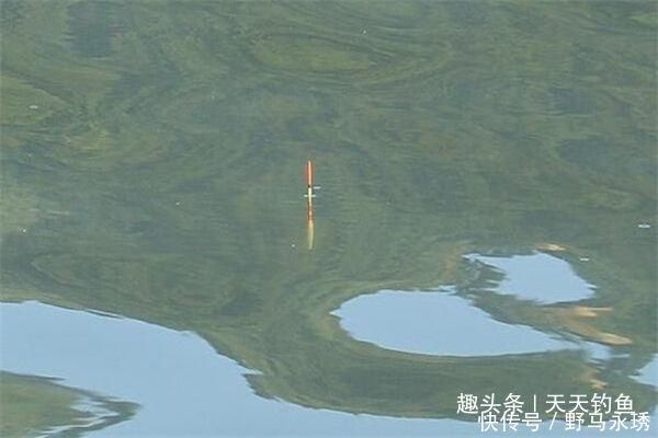 调漂|带饵调漂的优势,这种调漂方法公认最科学,肯定是有道理的