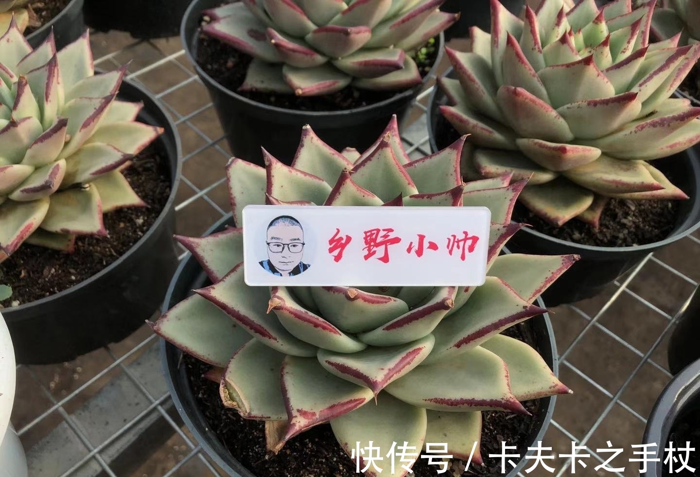 肉友们|室内养多肉,怎样预防多肉徒长,小帅来支招,你明白了吗?