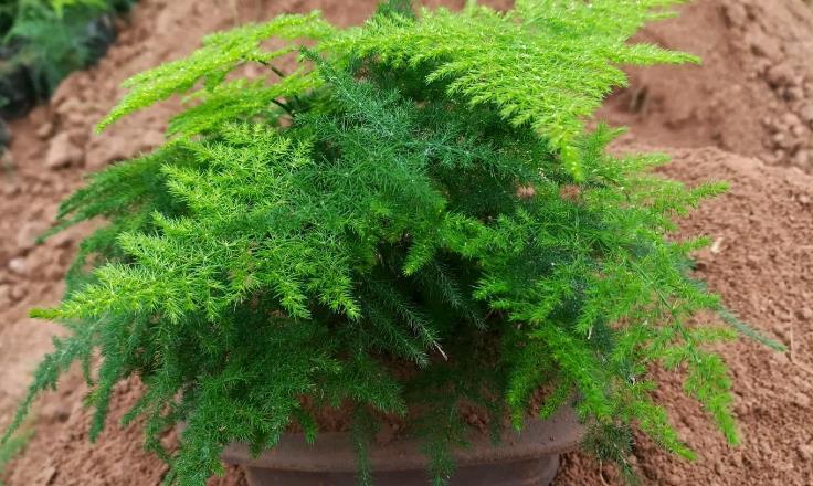 花友们|养文竹,不注意此3点,叶片枯黄,植株没精神、长势见阻