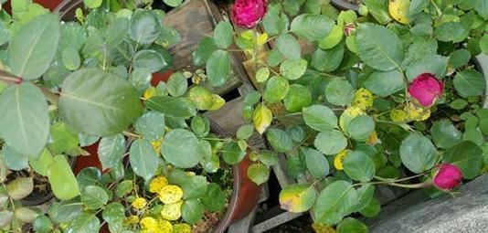 月季花越养开花越少？教你几招，不黄叶，花量翻倍，花期延长