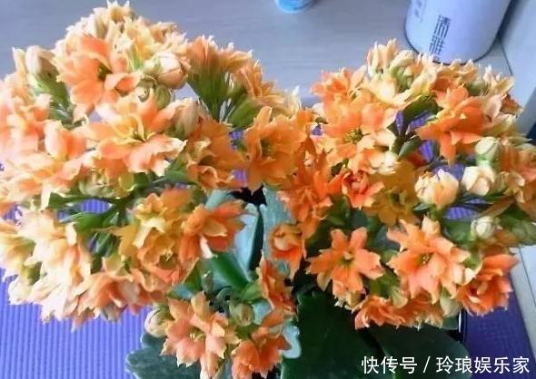 养花浇水是技术活盆栽远离5种水,植物伤亡少、花友不走弯路