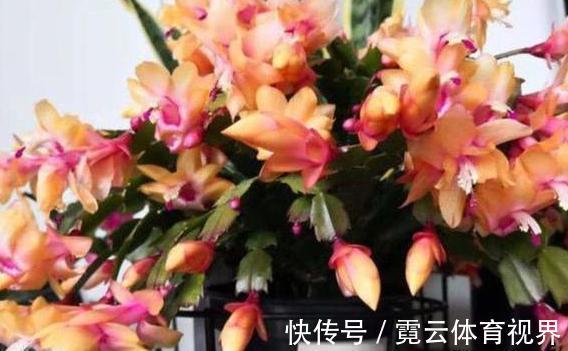 水溶液|药片、黄豆养花全需下成本，不如用这2样灰，一分钱不花又实用