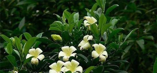 橘子皮养花,效果不比花肥差,实用简单效果好,啥花都喜欢!