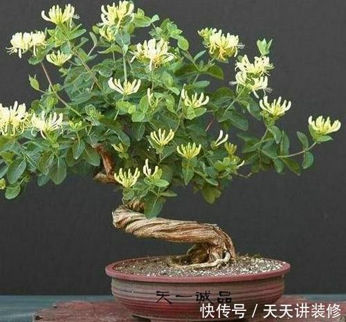 6种耐寒花,好看好打理,年年花满枝头,值得拥有!