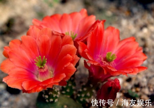 1种花不是蟹爪兰,开花却比蟹爪兰还美,半年能长1米高,开成花海