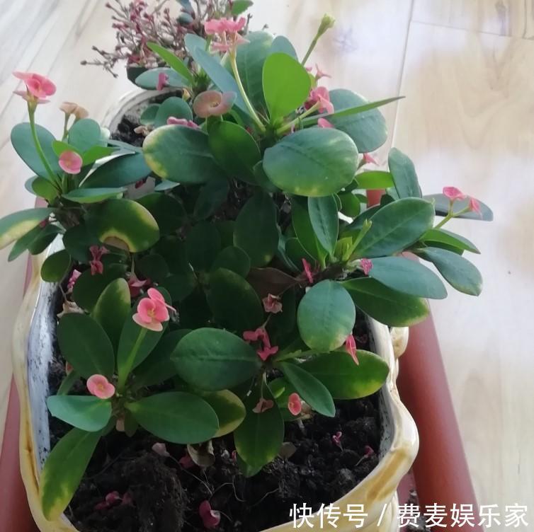 盆栽虎刺梅,日常这么养,才能爆出一大片小花!