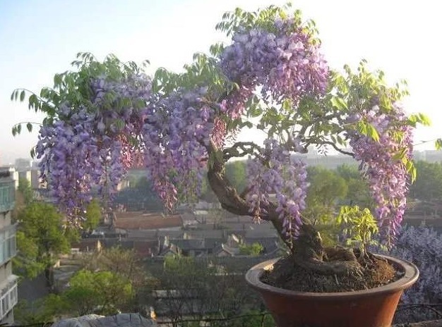 有“3种花”，养在阳光下面，才能长得枝繁叶茂，夏季再晒也不怕