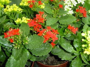 想养好长寿花很简单,知道这些方法,可以使长寿花花期长开花旺!