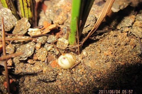 天然的生根液,路边捡几根,泡水或扔花土里,养啥都能爆盆