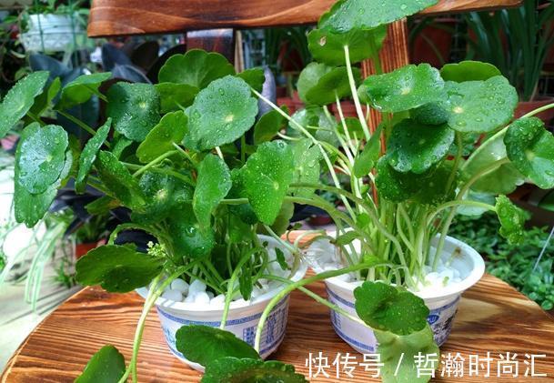 初次尝试养花,选什么植物好?盆栽此4款,搁室内漂亮又好养!