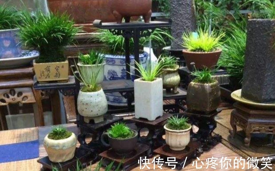 山上3种“植物”,做成小盆景,趣味盎然,观赏性强