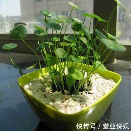 夏天那些水培的花,可以往土里栽了,秋天坐等长爆盆!