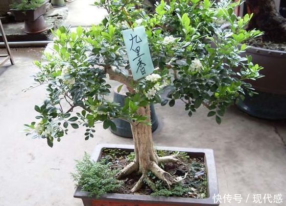 家里养花有“2不养”，又有“3必养”，养对了对家庭才有好处