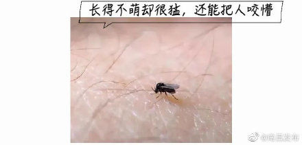 南昌|紧急提醒 ！南昌疾控：注意预防蠓虫叮咬！