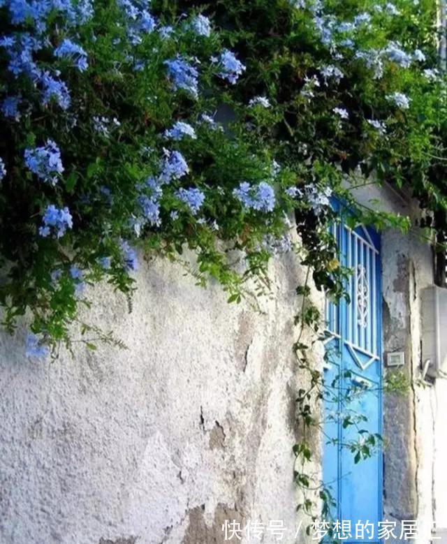 养护|最全蓝雪花养护指南，让蓝雪疯狂一夏