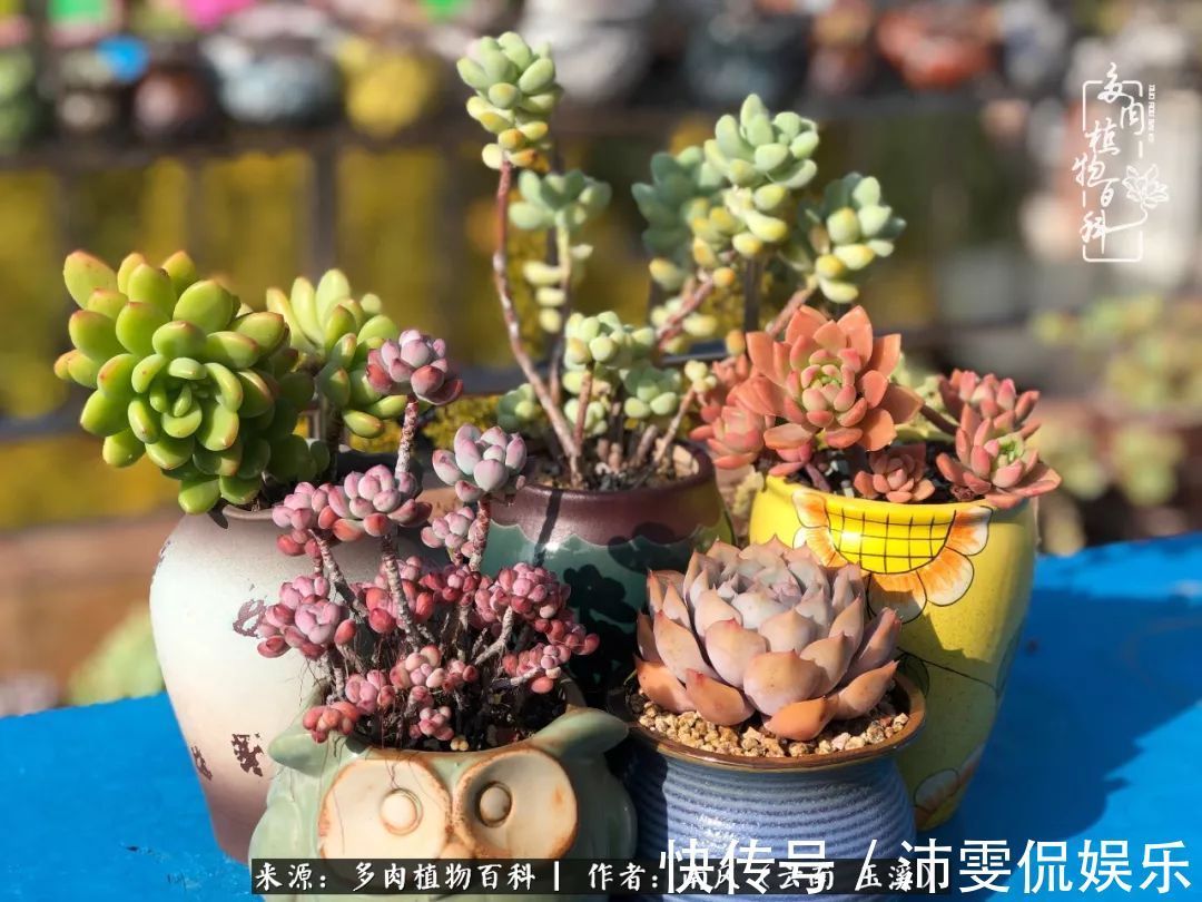 深秋里,种多肉、赏多肉、会肉友,马不停蹄快乐多!