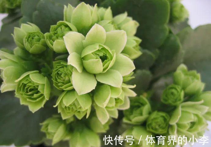 浇水|长寿花这样伺候,健康又长寿,开完一茬又一茬