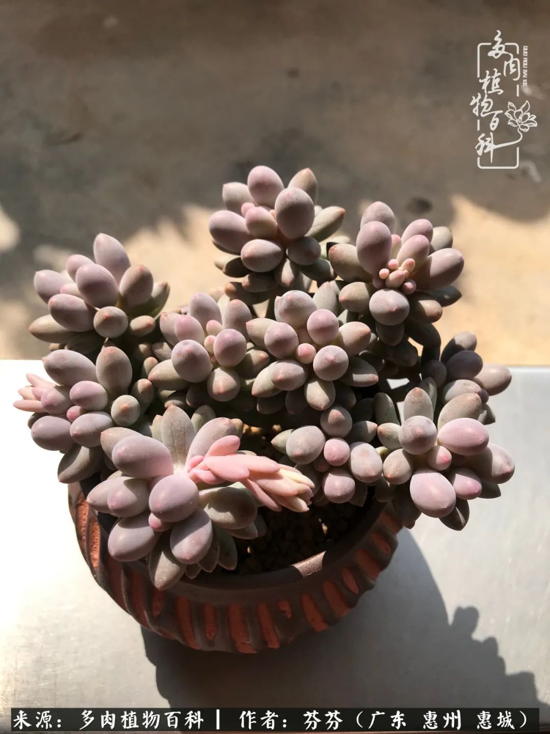 养花|一种爱好就是一种境界，养花养多肉可以培养一个人的心境！