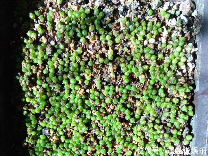 大户|3种花不用“扦插”,花开完等俩月,半年变成“养花大户”!